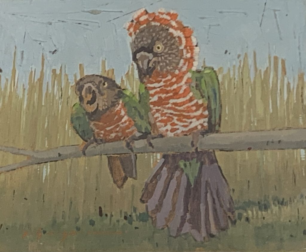Aves da Amazônia